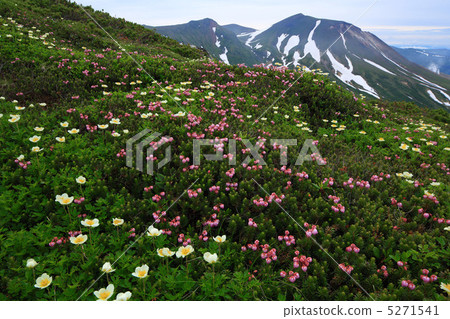 Ezonoguzakura and Asahidake Ezonoguzakura and Asahidake 5271541
