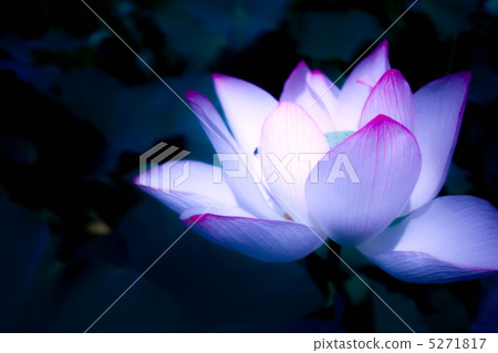 Lotus flower  5271817