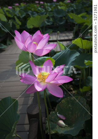 古老的蓮花與兩個輪子一起綻放 5271981