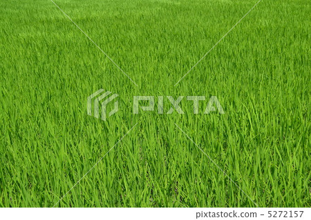 Rice 5272157