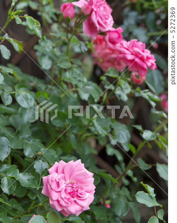 Royal Bonica 5272369