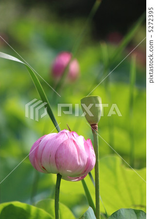 一朵蓮花 5272395