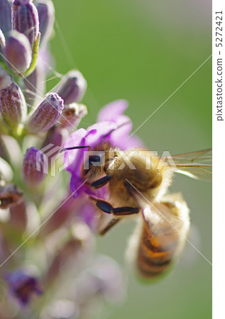Lavender and bees Lavender and bees 5272421