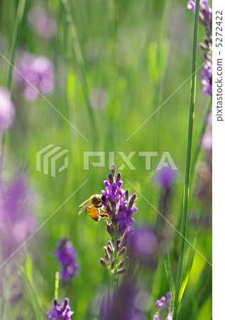 Lavender and bees Lavender and bees 5272422