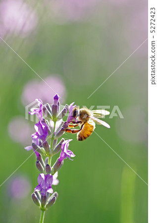 Lavender and bees Lavender and bees 5272423