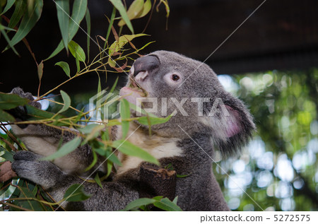 考拉在一頓飯 5272575