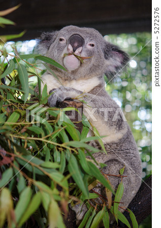 考拉在一頓飯 5272576