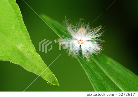 Bekko Hagoromo's larva 5272617