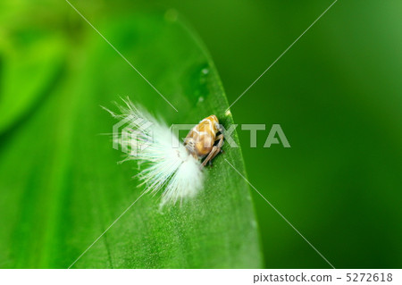 Larva of the Scuttlehammer 5272618
