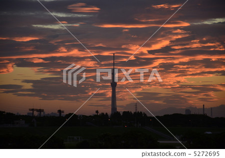 日落天空樹 日落天空樹 5272695