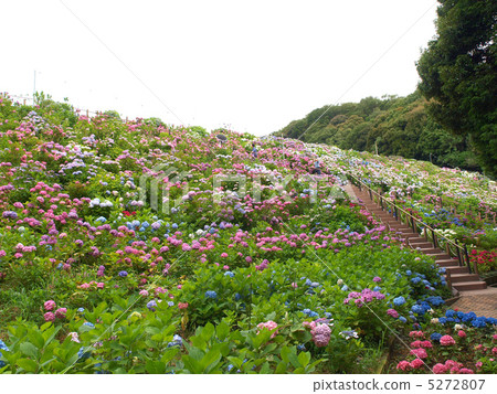 原來的溫泉·繡球花繡球花 5272807