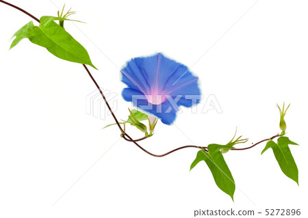 Morning glory 5272896