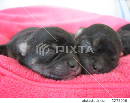 puppy puppy 5272936