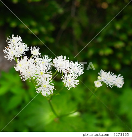 Karamatsusou 5273165