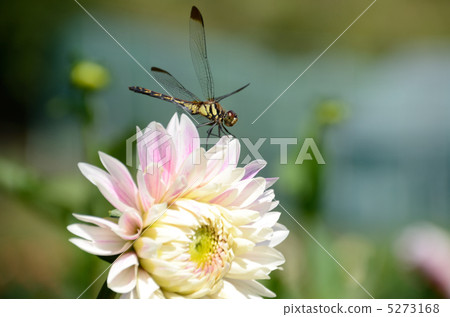 大麗花和蜻蜓 5273168