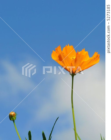 夏天天空Kivanakosmos 5273185