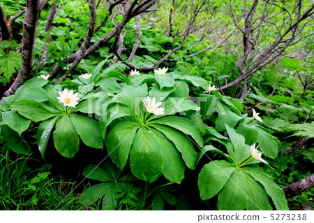 Oze國家公園植物花盛開在山上。 5273238