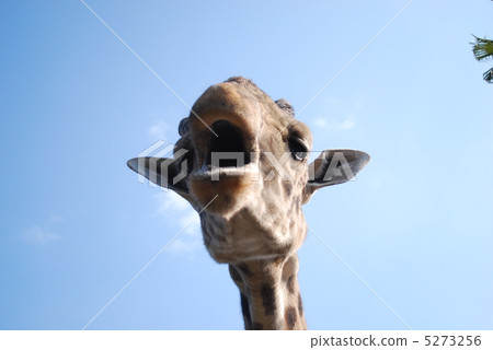 Giraffe's face Giraffe's face 5273256