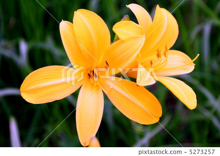 Oze National Park Blooming in Ooe Marshland 5273257