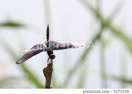 Inversion of butterfly 5273539