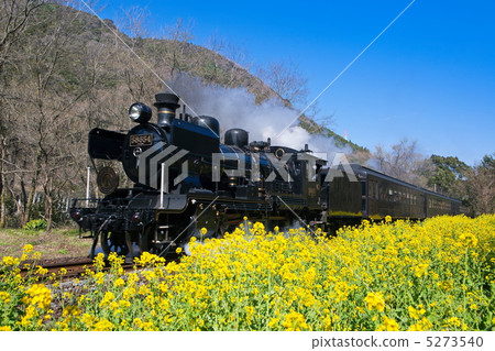 Rape flower and SL Hitoyoshi 5273540