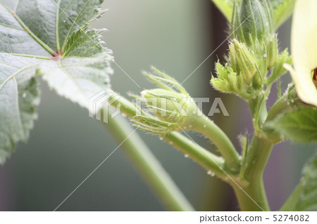 秋葵水果 秋葵水果 5274082