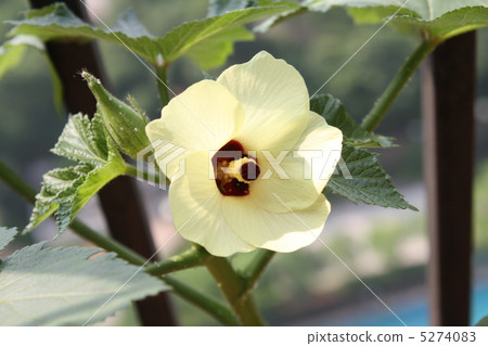 秋葵的花 秋葵的花 5274083
