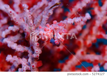 侏儒海水管 5274127