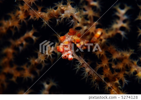 侏儒海水管 5274128