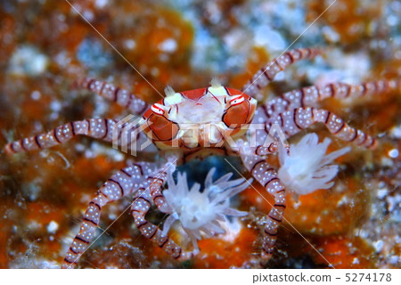 Kinchakugani Kinchakugani 5274178