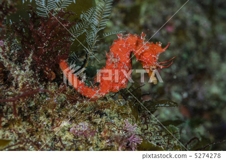 Hanatatsu Hanatatsu 5274278