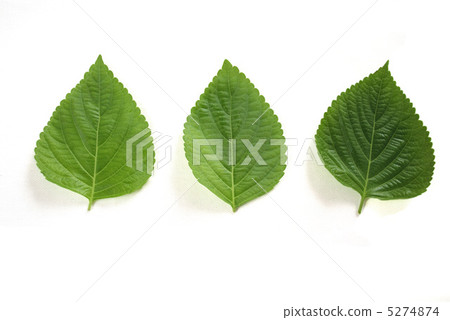 3 perilla seeds 5274874