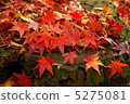 Autumn leaves 5275081