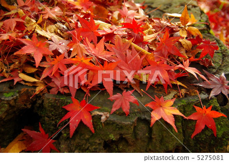 Autumn leaves 5275081