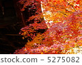 Autumn leaves 5275082