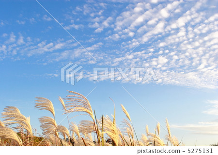 秋天的風景 5275131