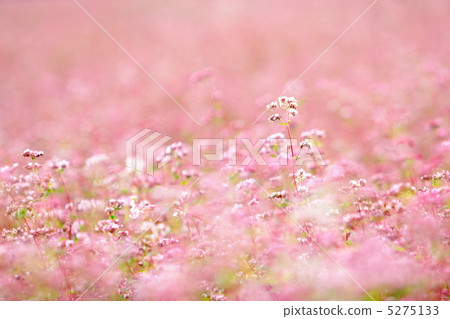 紅色蕎麥領域 5275133