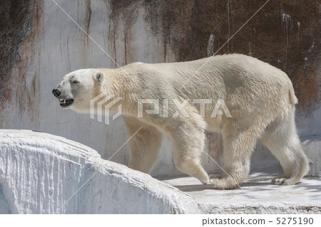 Polar bear of Tennoji Zoo 5275190