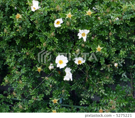 Yaeyama Neibara 5275221