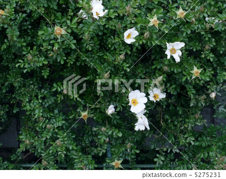 Yaeyama Neibara 5275231