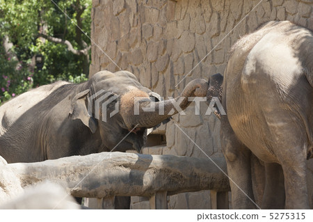 天王寺動物園的大象 天王寺動物園的大象 5275315