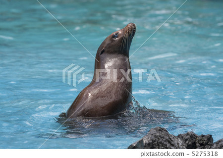 海獅 海獅 5275318