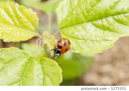 Ladybug 5275331