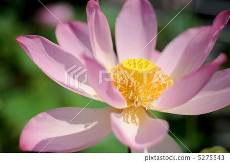 蓮花 蓮花 5275543