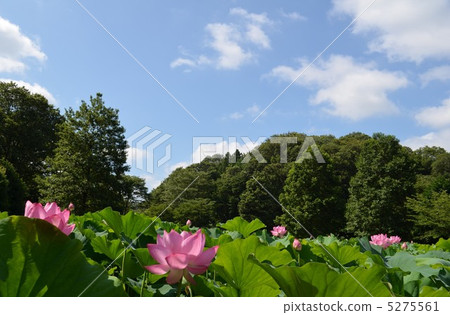 Hasuda風景 5275561