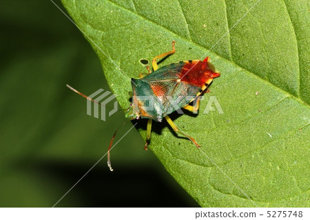 Affiliation Affiliation 5275748