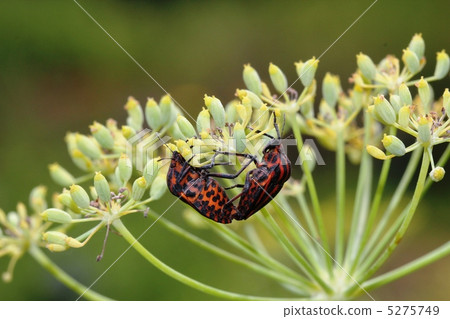 Akushushi Bamboo Akushushi Bamboo 5275749