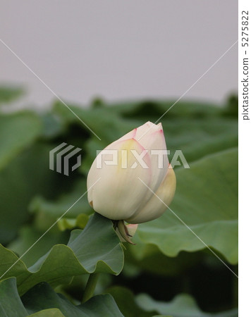 清澈淡粉色的蓮花 清澈淡粉色的蓮花 5275822
