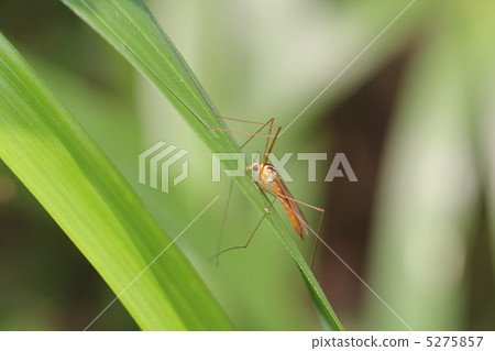 Elephant gangambo 5275857