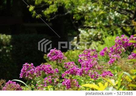 July Famous phlox / Hanasinobu Department 12 July Famous phlox / Hanasinobu Department 12 5275885